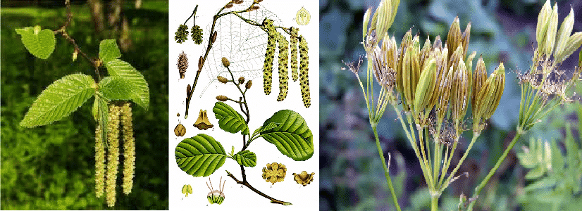 Flowers and Petals needed for 2016